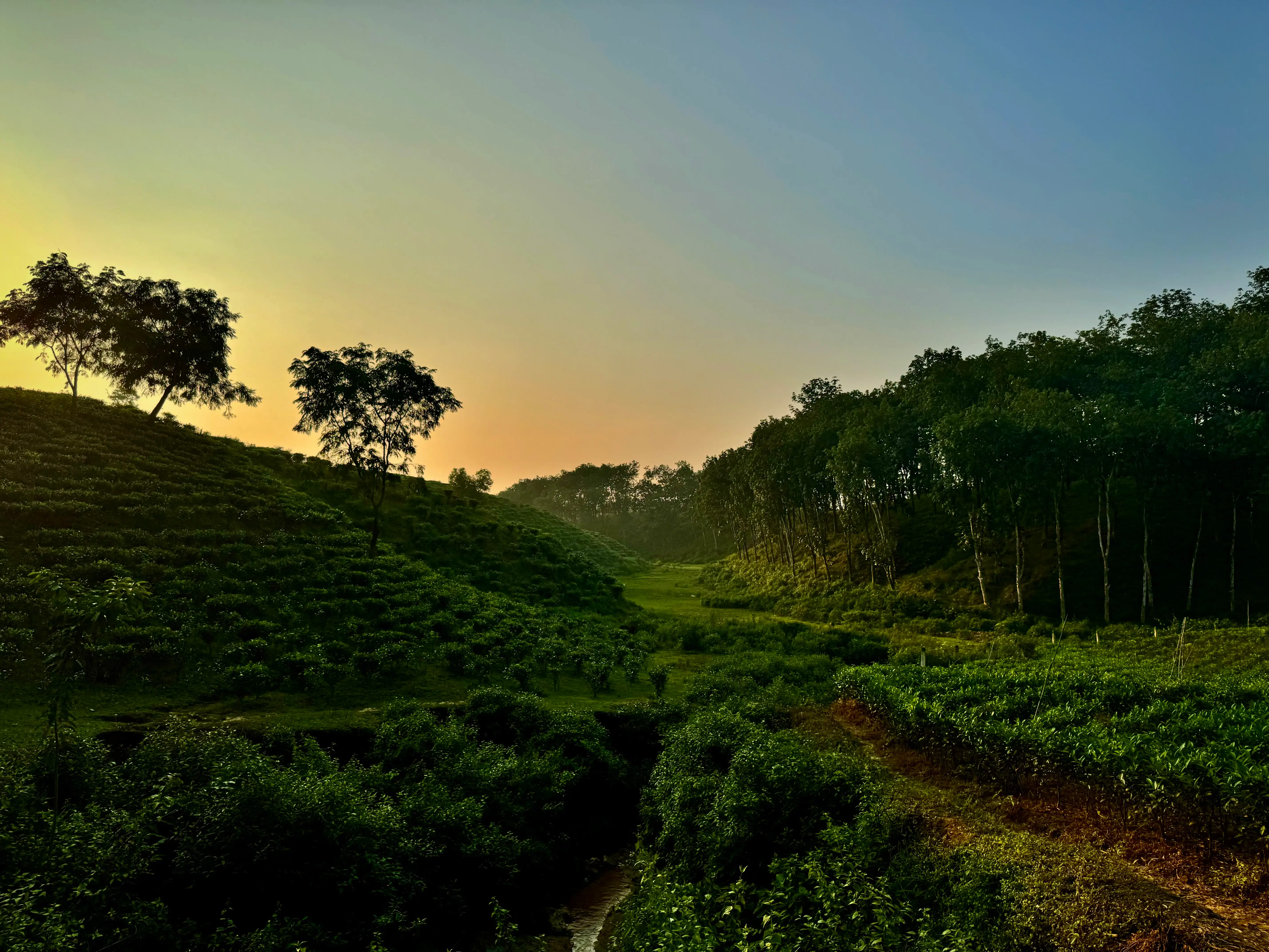 Bonsai Eco Village Background