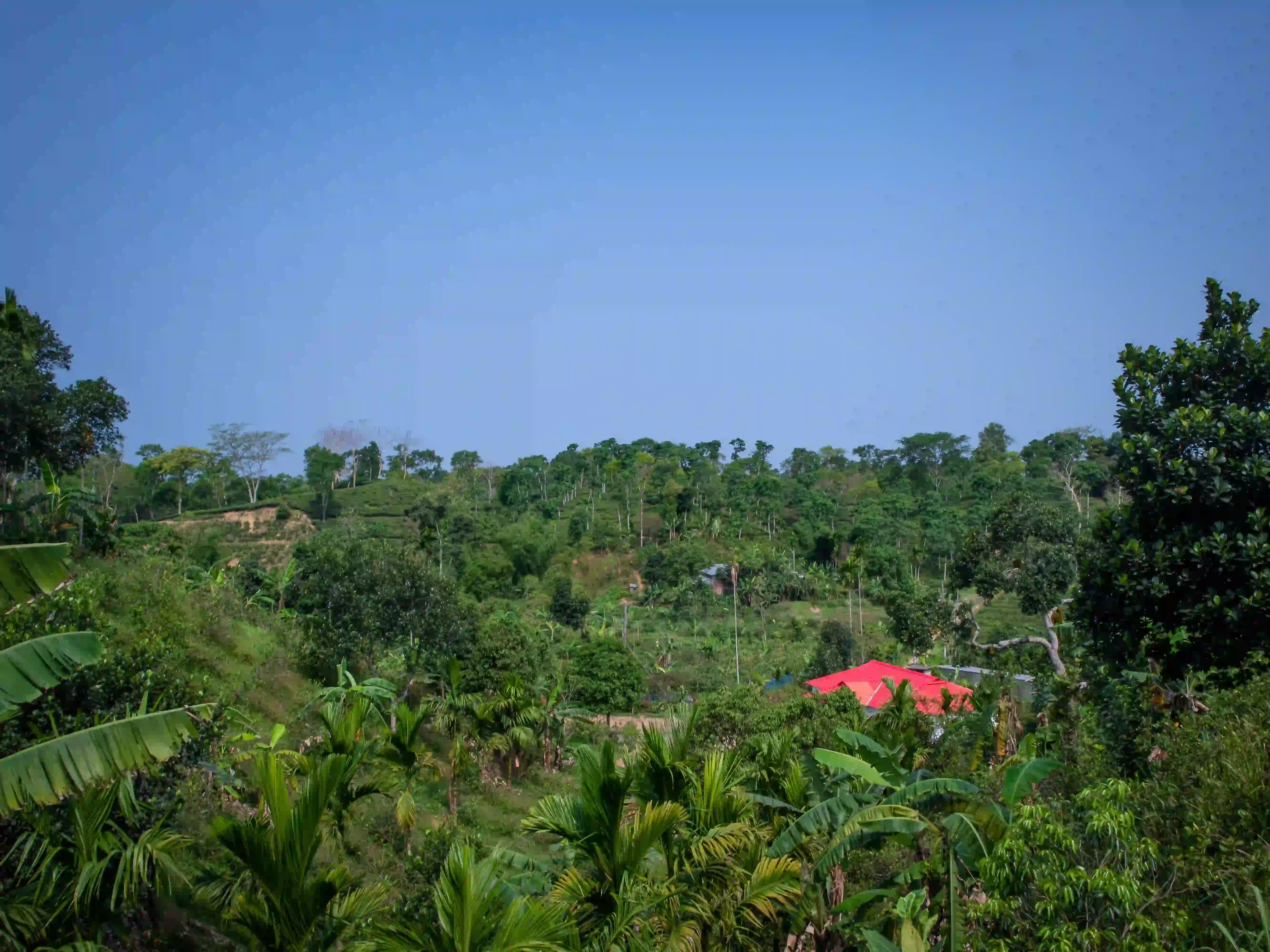 Nature